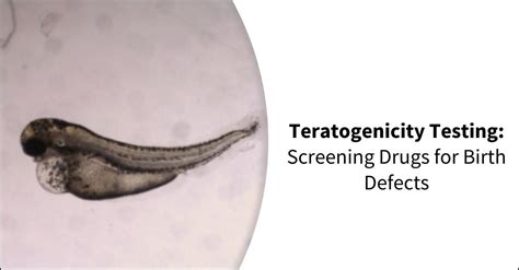 teratogenicity testing impact facto|teratogenicity testing in vivo.